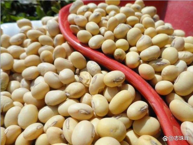 巴西大豆收割进度滞后与远期销售压力分析
